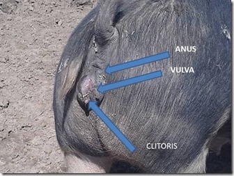 FEMALE PIG REPRODUCTIVE ORGAN