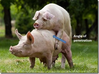PIG reproduction